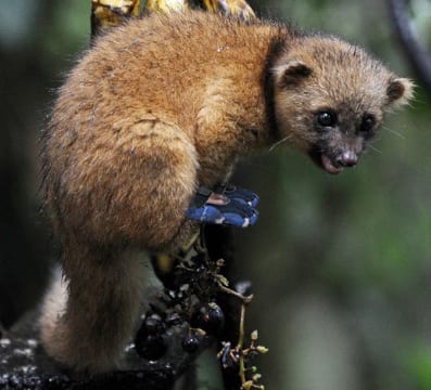 New Mammal Species Discovered (and wearing FiveFingers?!)