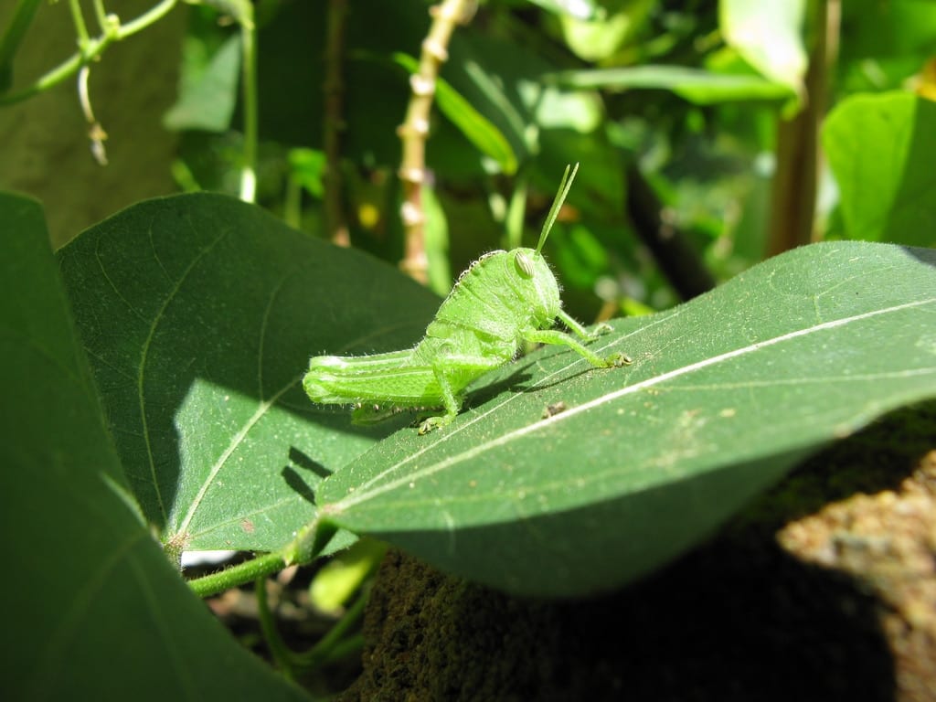 It’s Healthy to Eat Bugs — Seriously